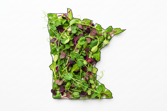 Minnesota state outlined by microgreens on white background