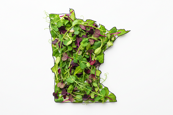 Minnesota state outlined by microgreens on white background